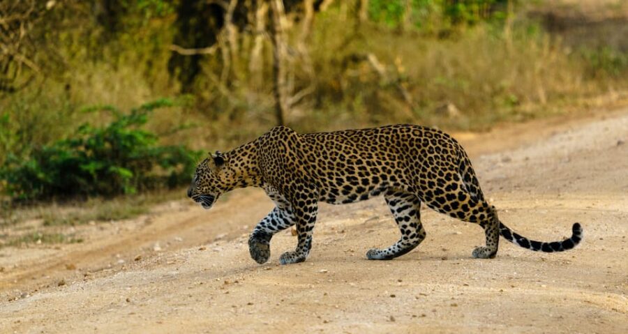 From Ella - Yala Safari - Drop-off : Galle/Mirissa/Hikkaduwa - Safari Experience Overview