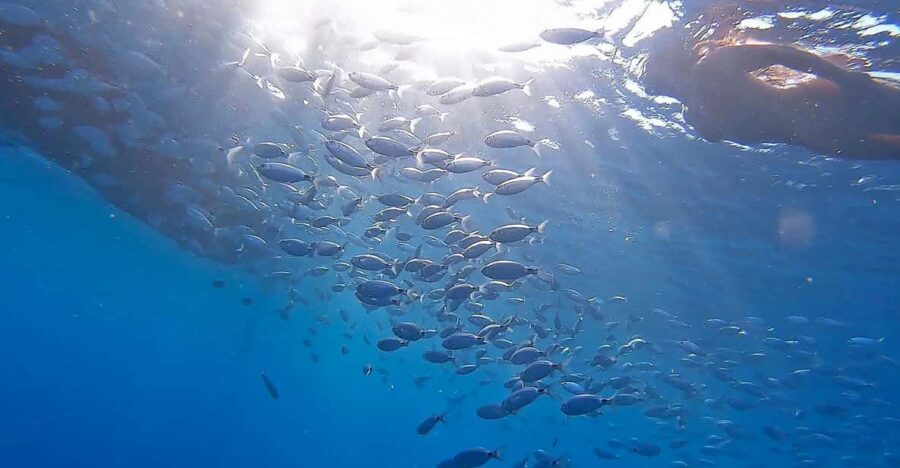 From Fazana: Private Blue Cave Snorkel & Lagoons Np Brijuni