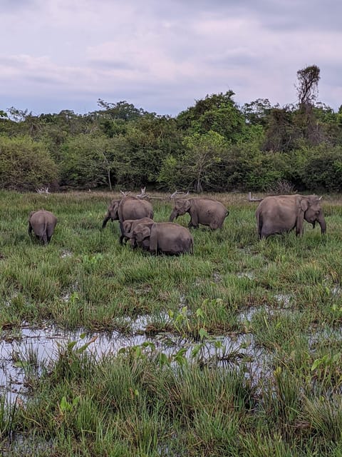 7 Best Tours In Udawalawa