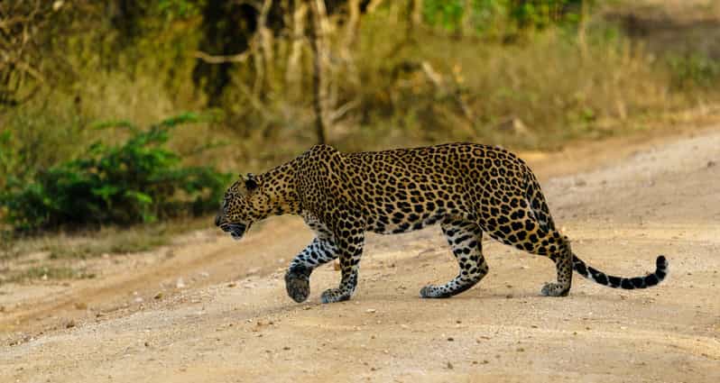 From Galle/Mirissa/Hikkaduwa : Yala National Park 4*4 Safari