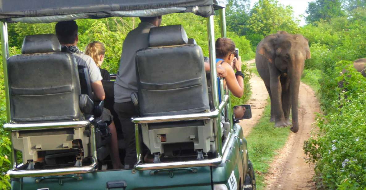 From Galle or Mirissa: Yala Safari With Lunch at Campsite - Tour Overview