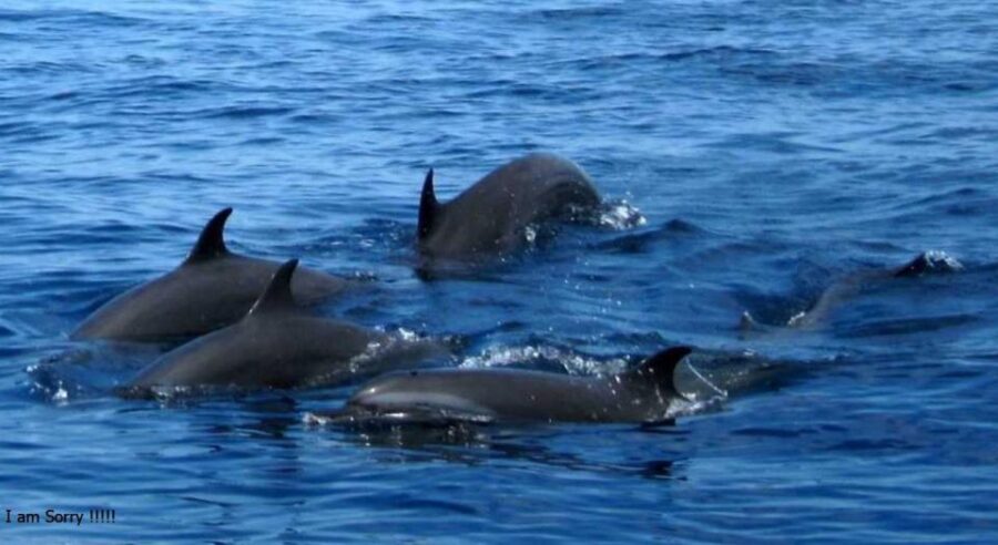 From Galle/Unawatuna: Whales & Dolphin Watching Adventure