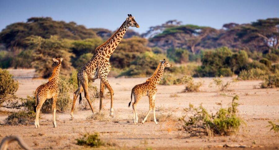 From Hazyview: Full Day Kruger Park Wildlife Safari