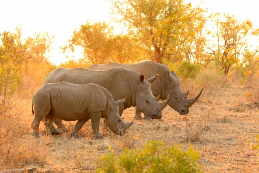 From Hoedspruit: Kruger National Park Full-Day Safari