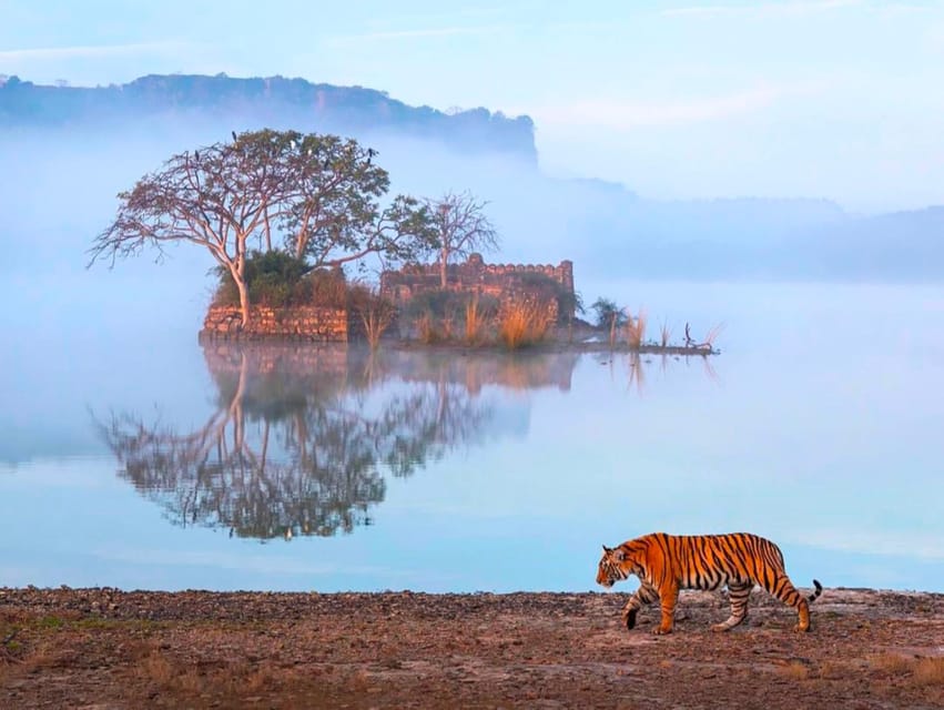 From Jaipur : 2 Days 1 Night Ranthambore Tiger Safari Tour - Tour Overview and Pricing