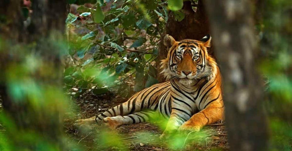 From Jaipur: Ranthambore Tiger National Park Tour (02 Days) - Tour Overview