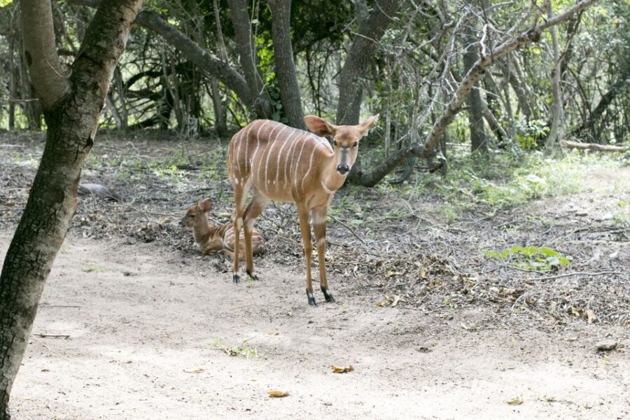 From Johannesburg: 3-Day Budget Kruger National Park Safari