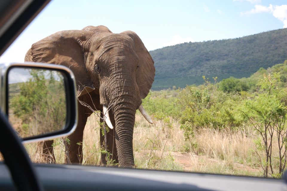 From Johannesburg: Pilanesberg National Park Safari - Pricing and Booking Details