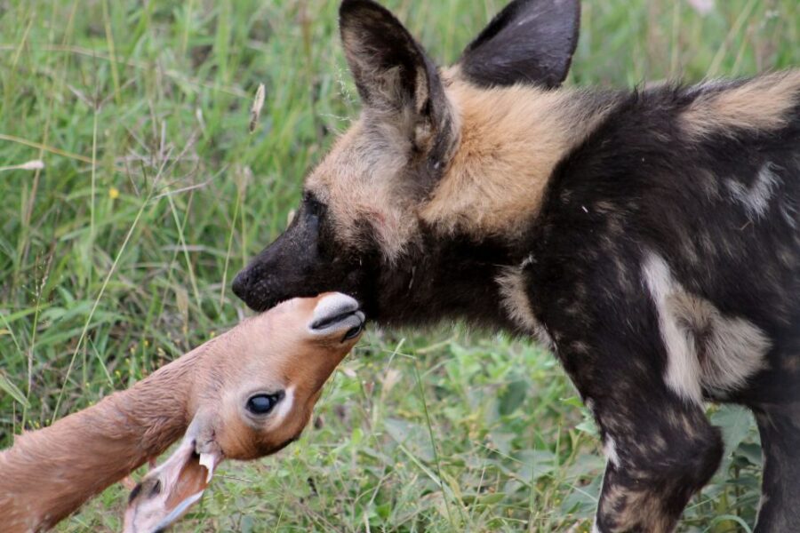 From Johannesburg: Pilanesberg Nature Reserve Game Safari