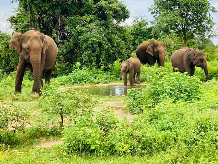 From Kandy: Sigiriya Lion Rock Fortress and Village Trip - Tour Overview and Pricing