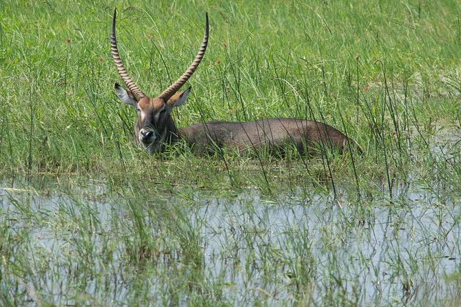 From Kigali: 12 Hour Custom Day Trip for Game Drive in Akagera NP