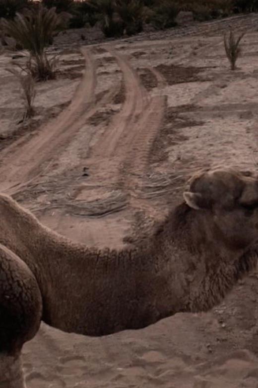 From Marrakech: 2 Day To Zagora Desert & Camel Trek