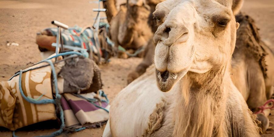From Marrakech: 2-Day Trip to Zagora and the Atlas Mountains
