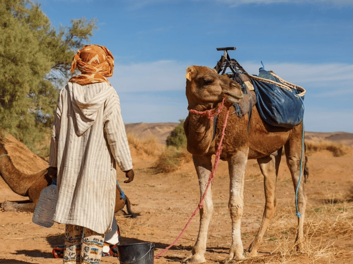 From Marrakech: 3-Day Trip to Fes via the Desert