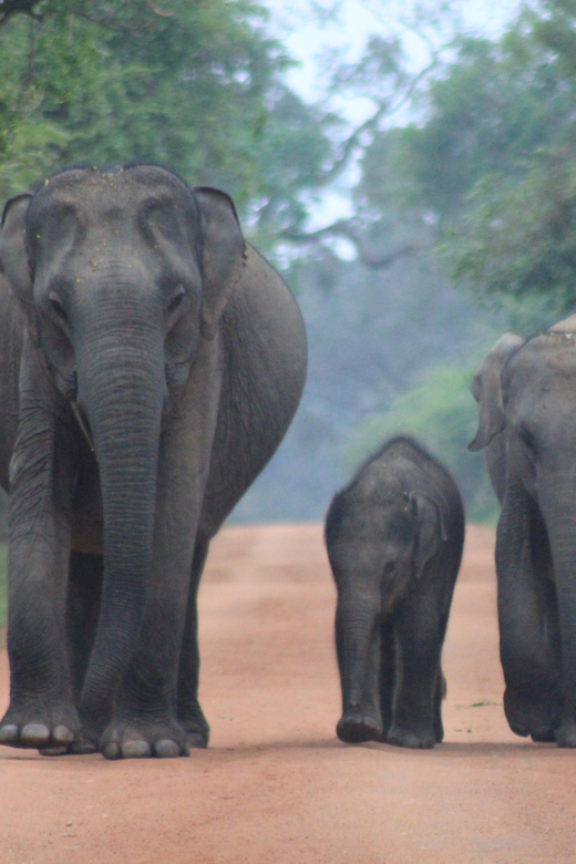 From: Mirissa – YALA Safari – To : Ella (Special Offer)