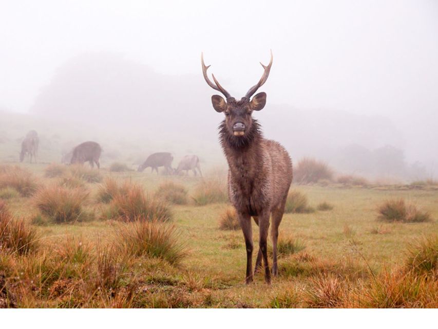 From Nuwara Eliya: Horton Plains Trekking & Tea Factory Tour - Tour Overview and Pricing