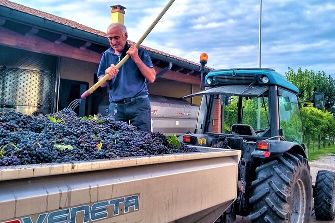 From Padua, Wine Tour in the Euganean Hills