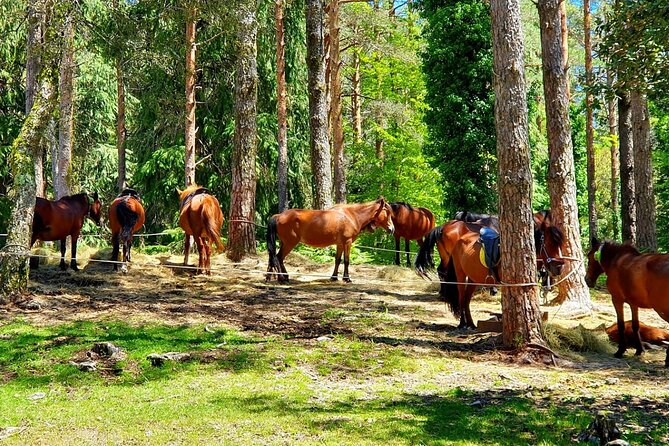 From Porto: Peneda-Gerês National Park Full Day Tour