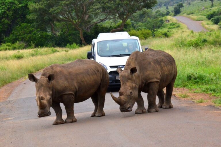 From Richards Bay: Hluhluwe Imfolozi Game Reserve Day Trip