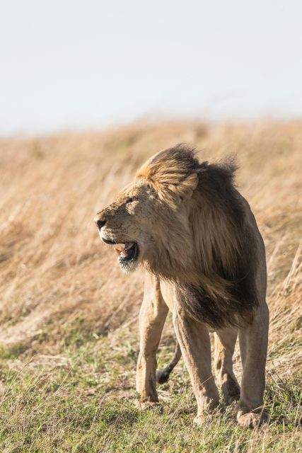 From South Africa: Lion and Safari Park Half-Day Tour
