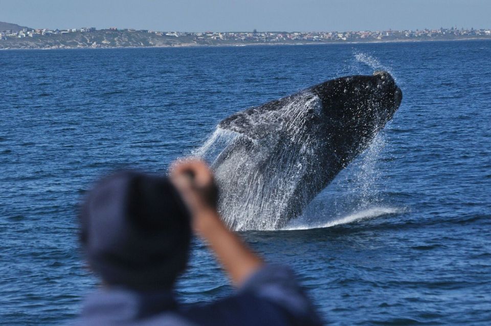 From Stellenbosch: Hermanus Whale Route Tour - Tour Overview