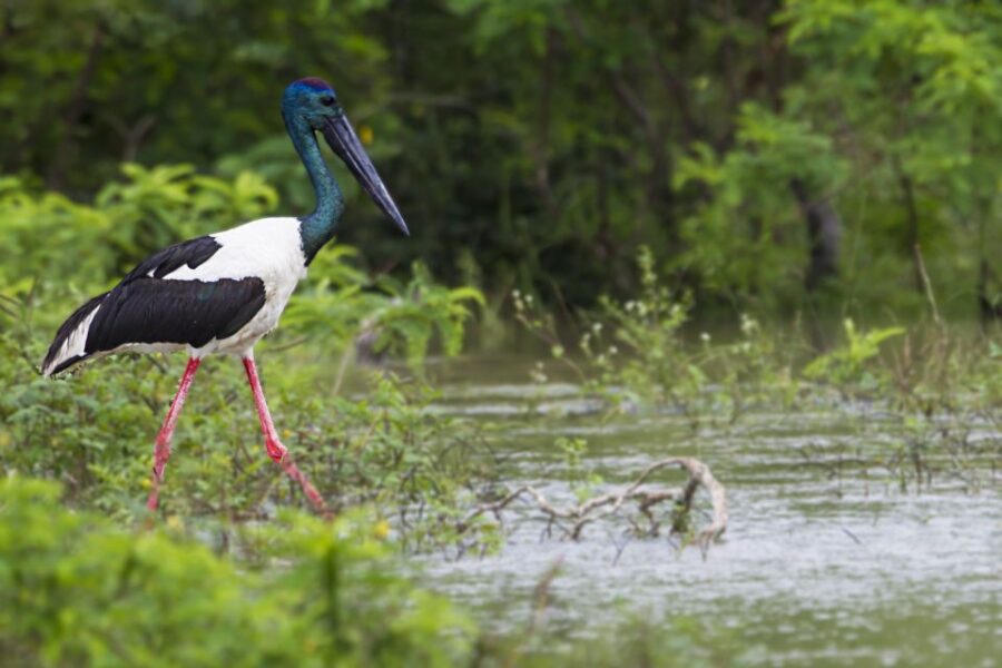 From Tangalle/Hiriketiya: Shuttle to Ella With Yala Safari