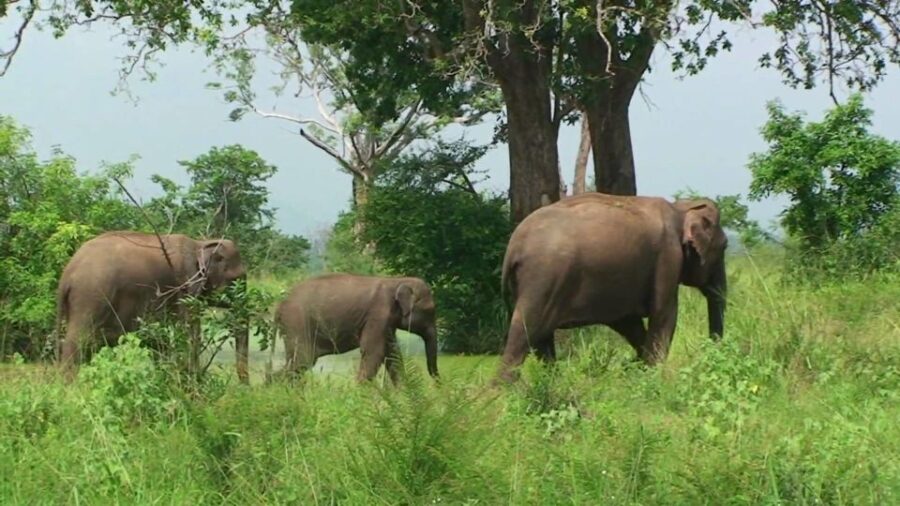 From Udawalawe :-National Park Thrilling Half-Day Safari