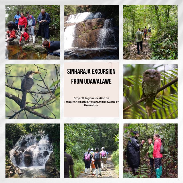 From Udawalawe:Sinharaja Rain Forest Private Day Tour - Tour Overview