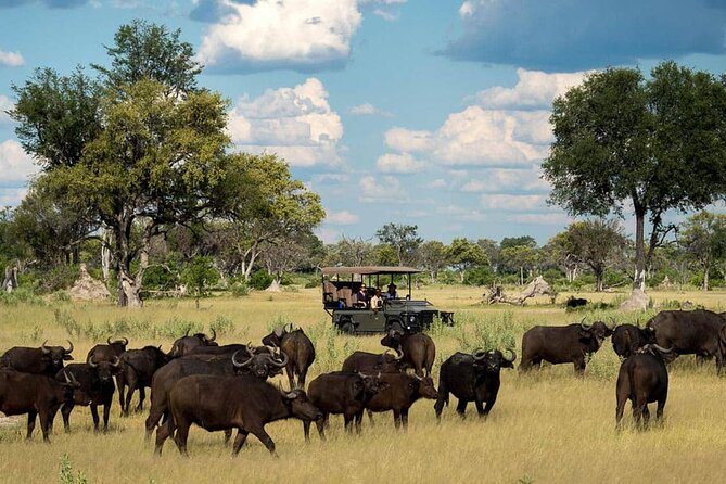 From Victoria Falls: Chobe National Park Small Group Tour