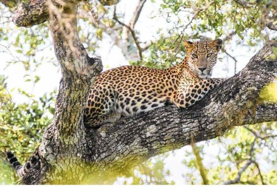 From Wilpattu: Full Day Safari at Wilpattu National Park - Overview and Pricing