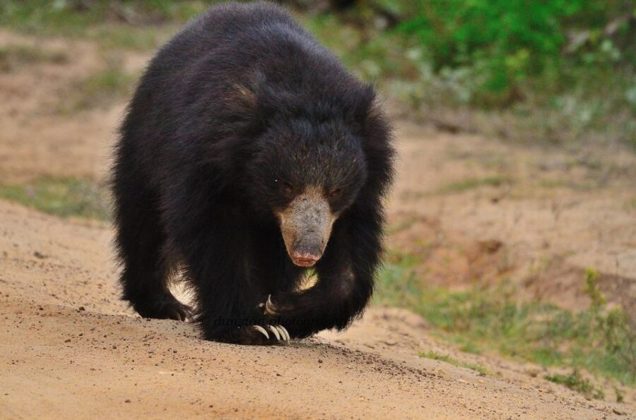From Yala :- Yala National Park Thrilling Half-Day Safari - Activity Overview