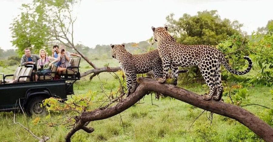 From:Galle/Mirissa/Bentota Transfer to Ella With Yala Safari