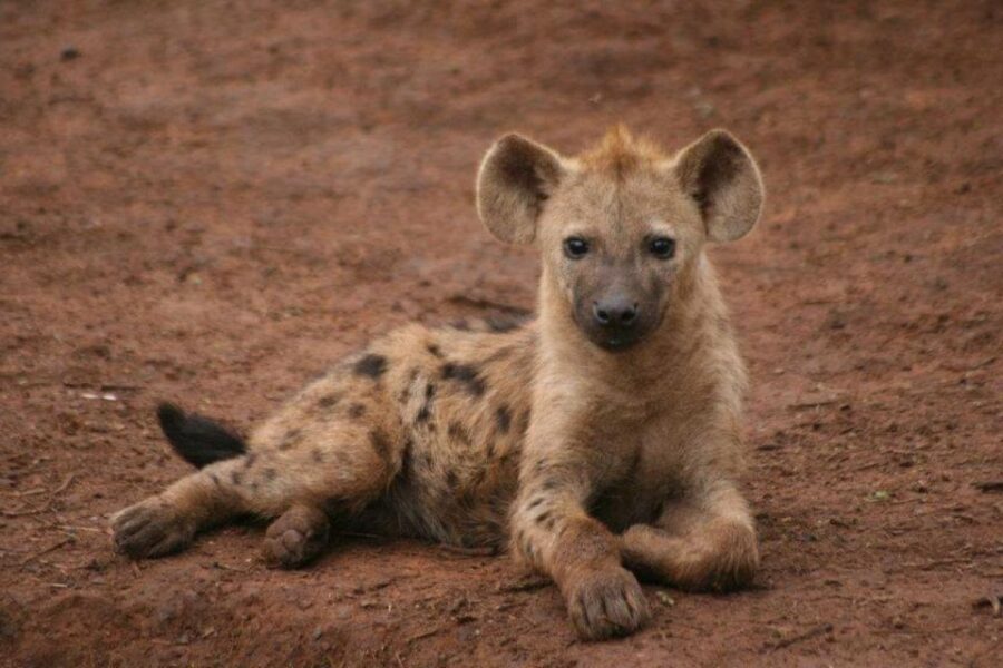 Full Day Addo and Private Reserve Safari With Boma Dinner
