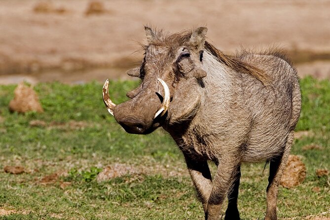 Full-Day Addo Elephant Park & Giraffe Walk Safari