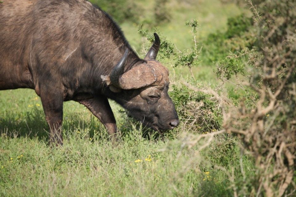 Full-Day All Inclusive Safari With Traditional Braai Lunch - Tour Overview