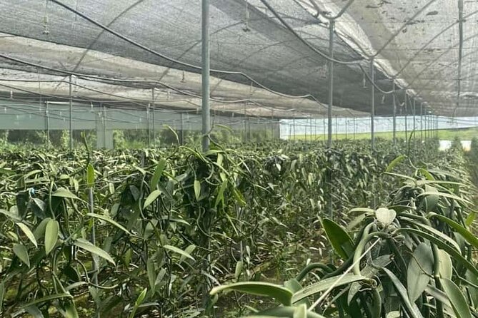 Full Day at Hacienda Cacaoymango and Vanilla Greenhouse.