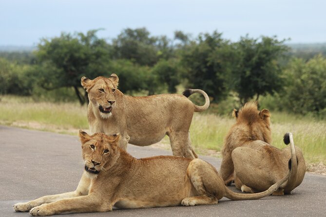 Full Day Big 5 Game Safari in Kruger National Park From Hazyview