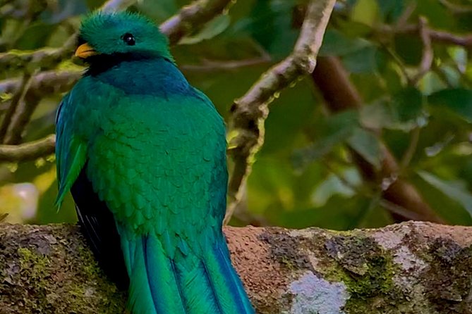 Full Day Birdwatching Experience