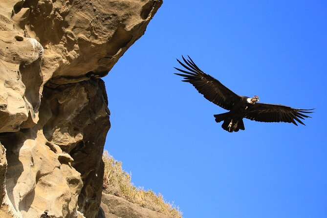 Full-day Estancia Visit and Condor Watching
