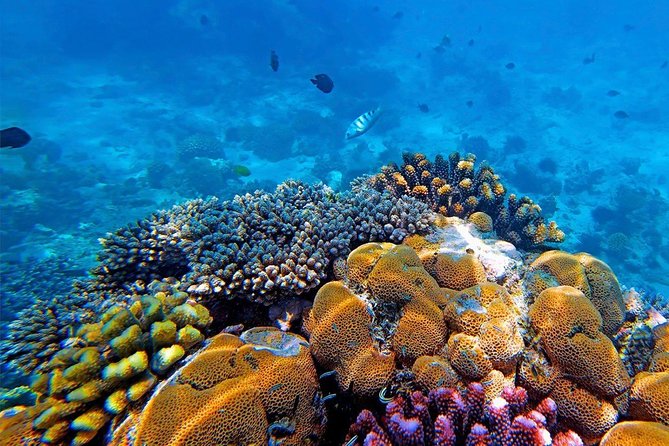 Full Day Group Tour To Mnemba Island For Snorkeling Activities - Tour Overview and Highlights