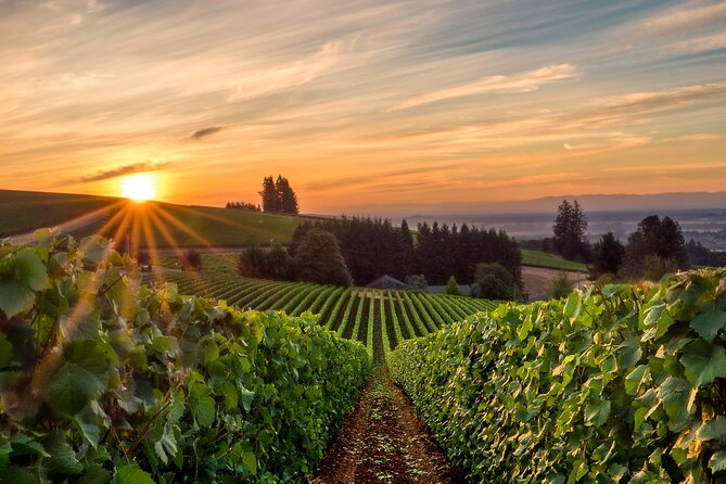 Full Day Guided Wine Tour With Tasting and Lunch