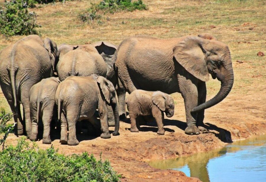 Full Day Hluhluwe Imfolozi Game Reserve Tour From Durban