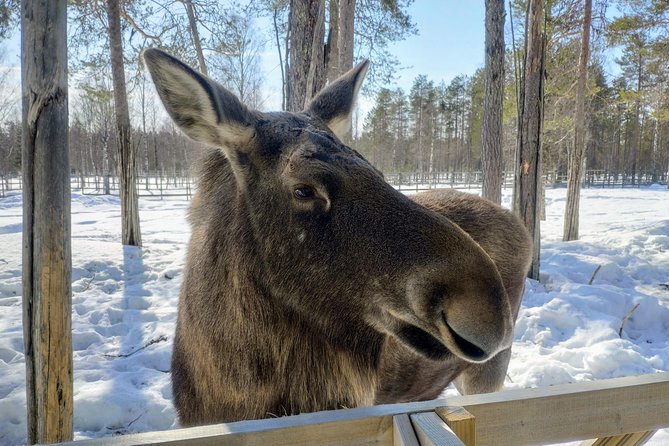 Full Day Lapland Tour, Including Lunch and Dinner