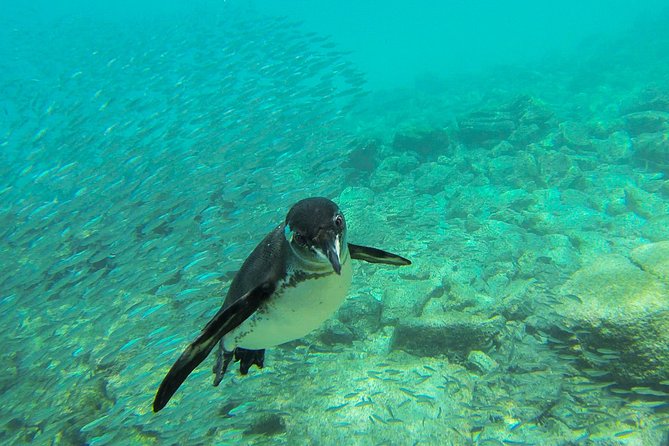 Full-Day Pinzon Island Snorkeling and Fishing - Overview of the Tour