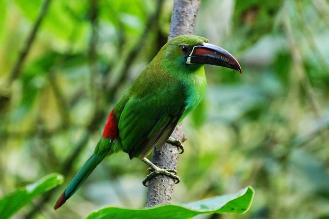 Full-Day Private Birding Tour in La Paz Refuge & Alambi Hummingbird Sanctuary