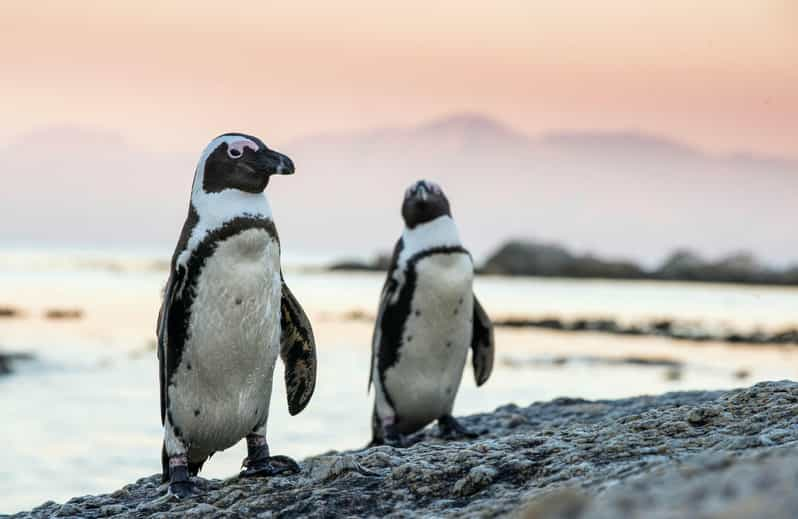 Full Day Private Cape Peninsula and Boulders Beach Tour - Scenic Drive Along Chapmans Peak