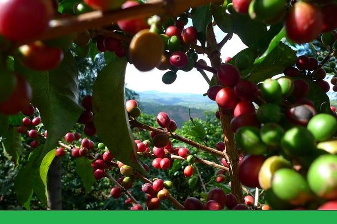 Full-Day Private Guatape Coffee Villa Tour From Medellin