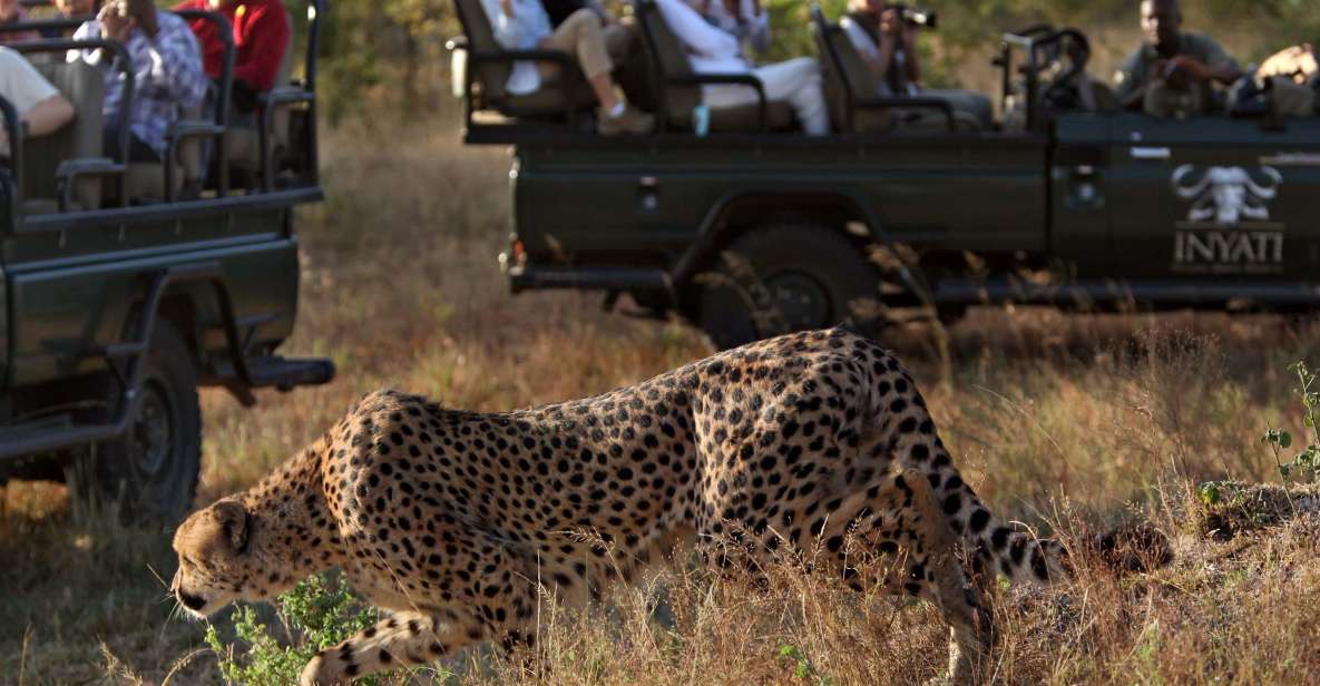 Full Day Private Kruger Safari From Hazyview - Safari Experience Highlights