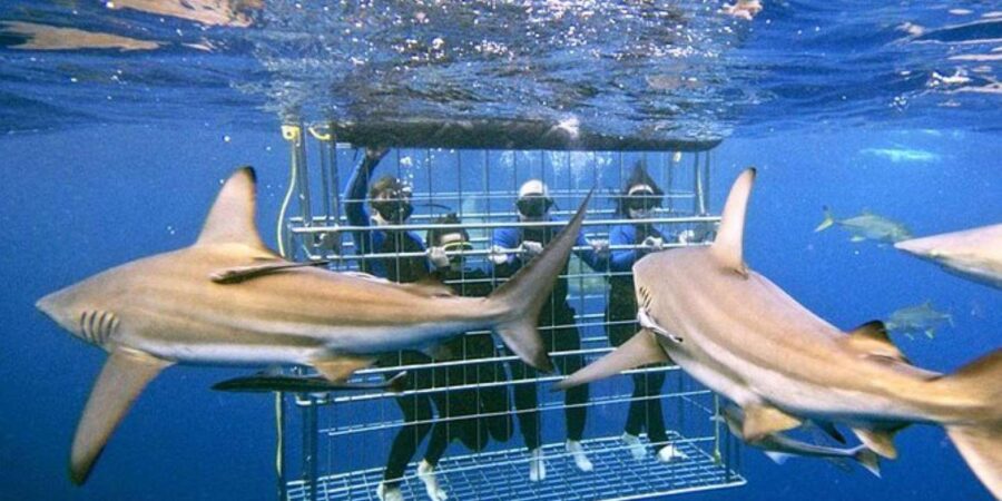 Full Day Private: Shark Cage Diving