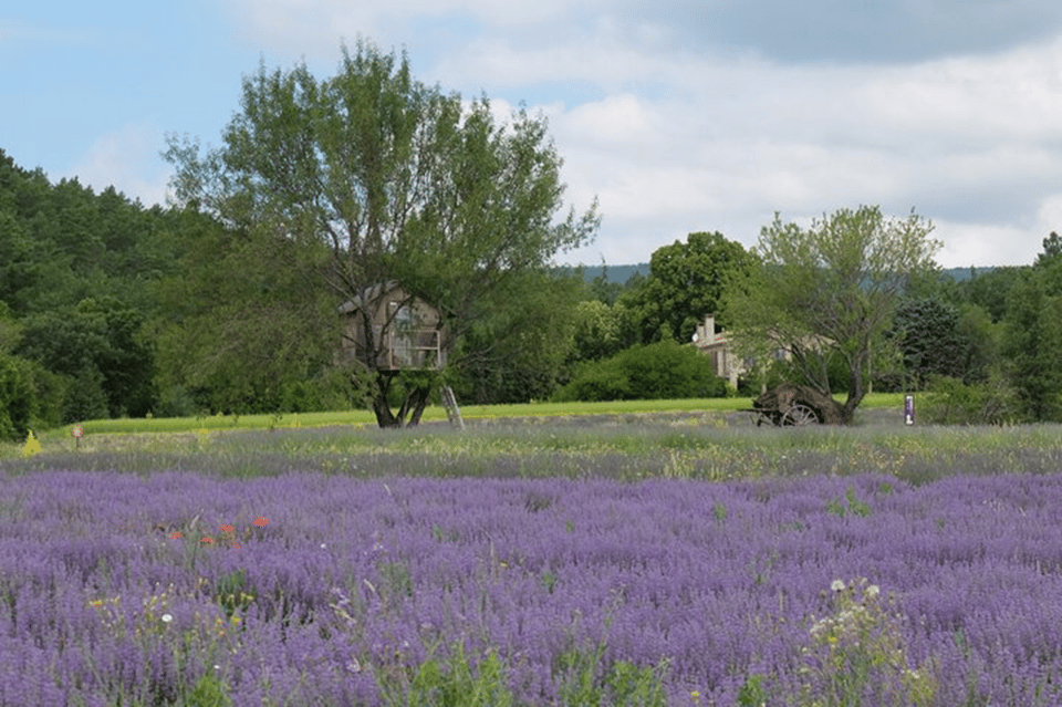 Full Day Private Tour From Avignon - Tour Overview